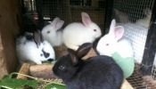 Se venden conejos Californianos y de otras razas