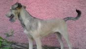 vendo bonito perro schnauzer de tamaño grande .4 meses de edad