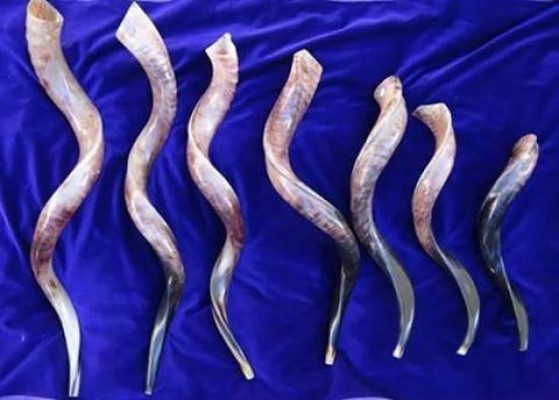 Shofar shofares varias medidas originales y certificados
