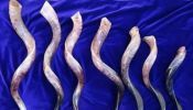 Shofar shofares varias medidas originales y certificados