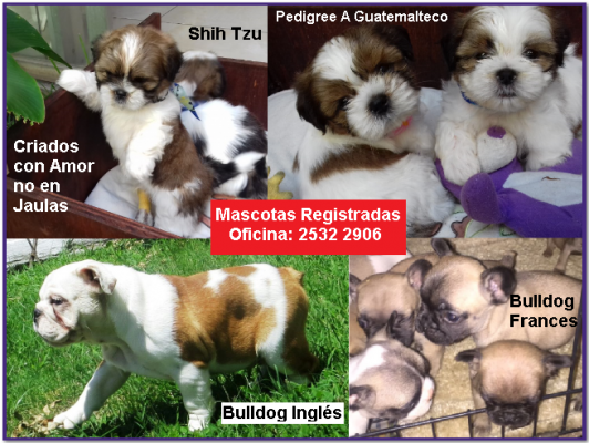 Shih Tzu, Bulldog Ingles, Bulldog Frances pedigree A Guatemaltecos a la vista!!!